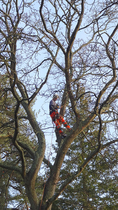 Tree Surgeon Climber Hampshire